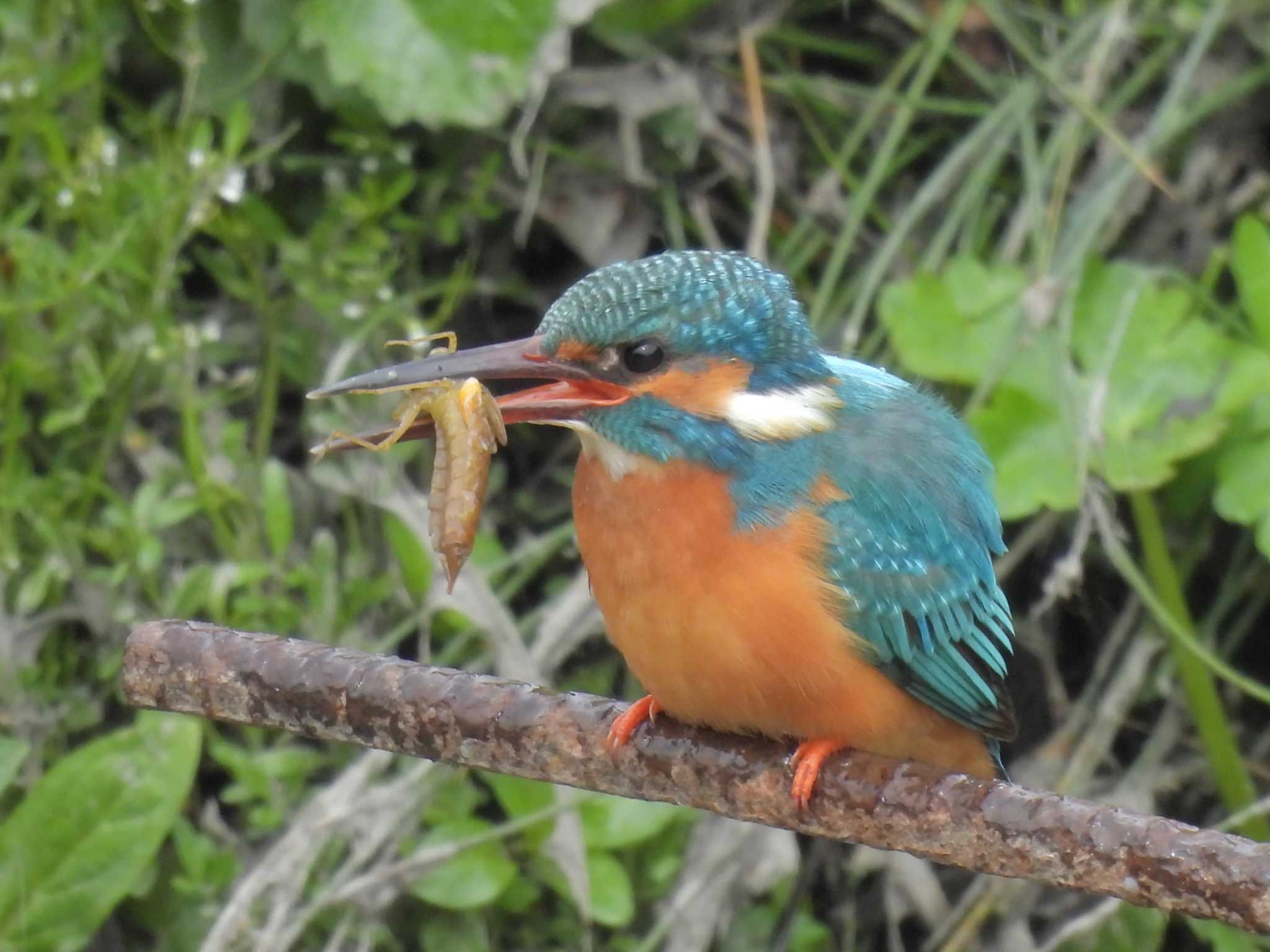 Photo of Common Kingfisher at 巨椋干拓地 by ゆりかもめ