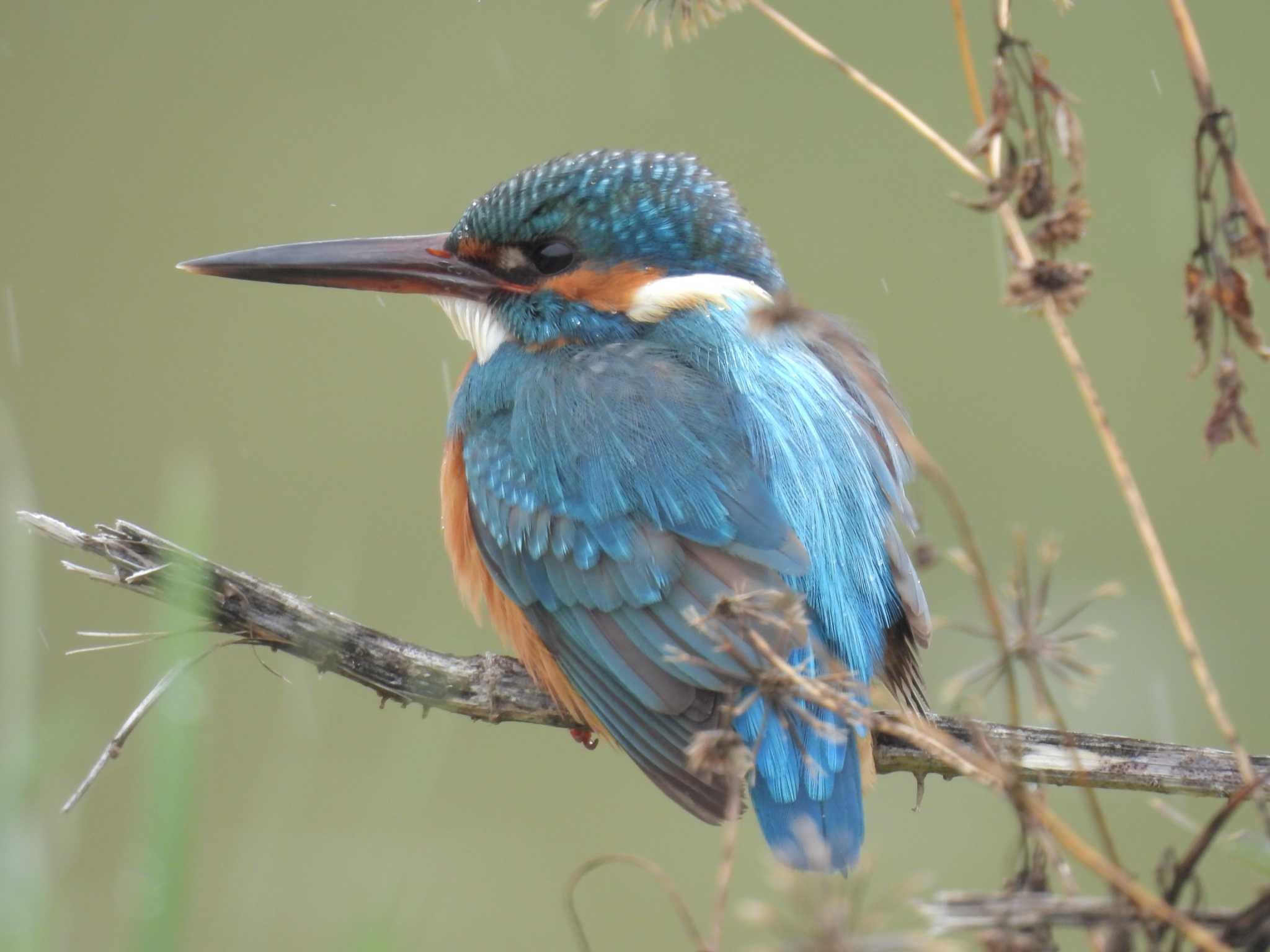 Common Kingfisher