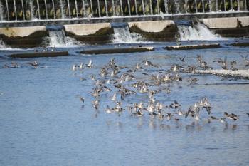 コガモ 多摩川二ヶ領宿河原堰 2018年12月1日(土)