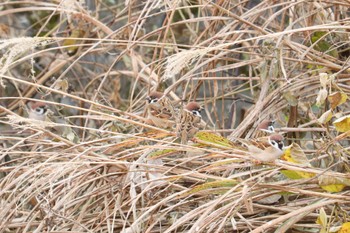 スズメ 湯河原 2019年1月4日(金)