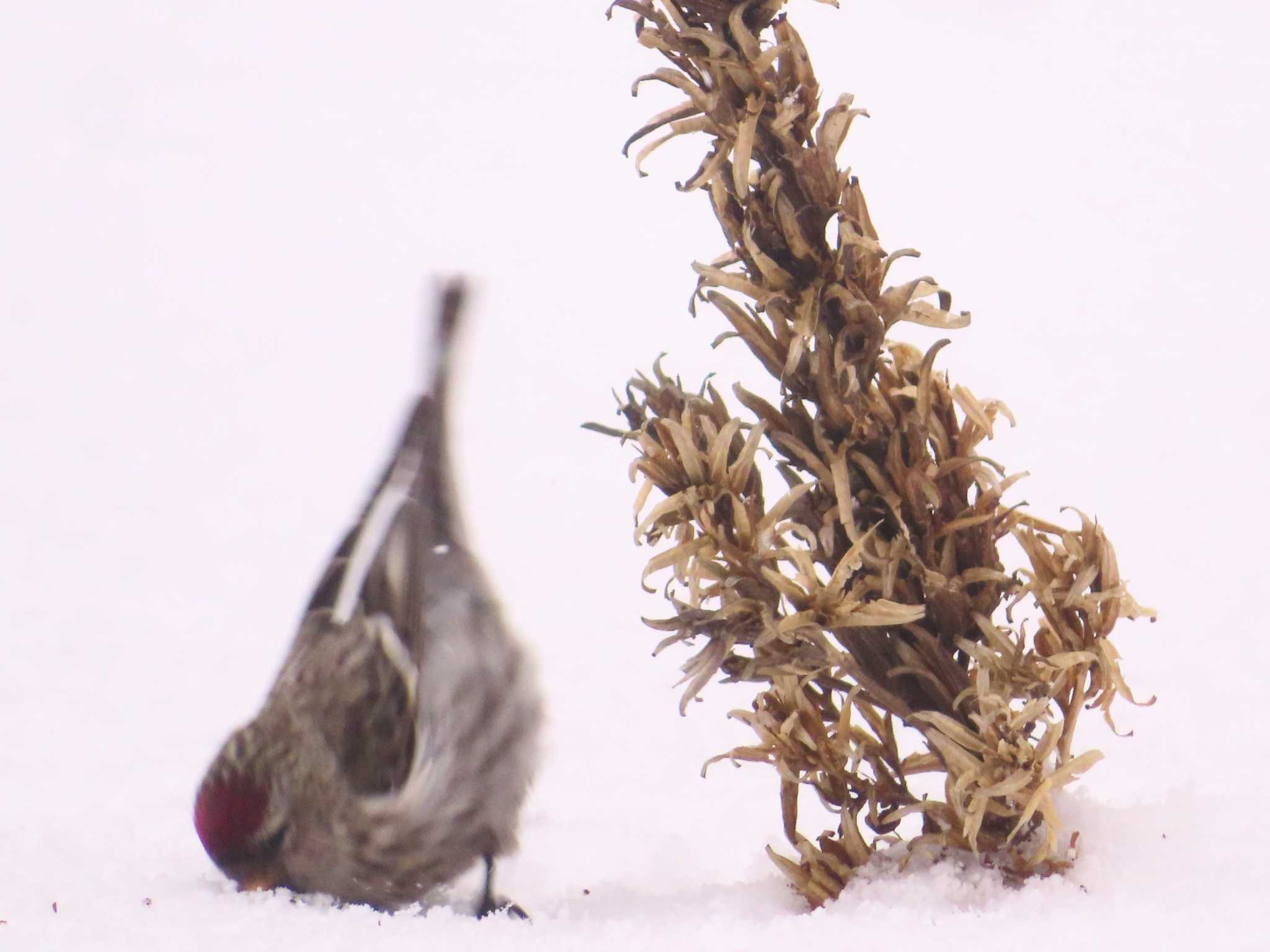 Common Redpoll