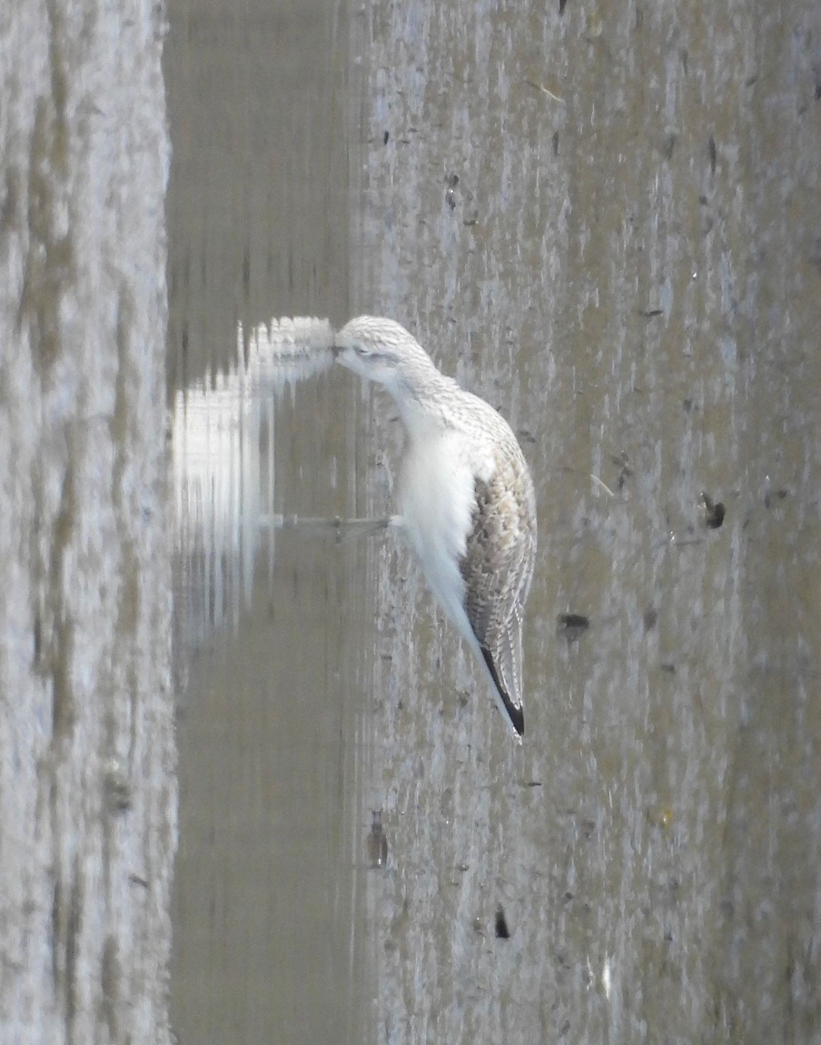 Common Greenshank