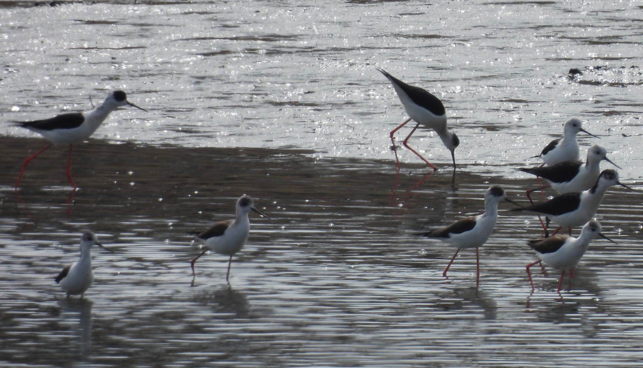 Black-winged Stilt