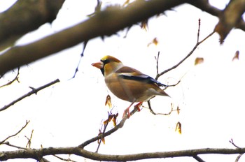 Hawfinch 厚木七沢森林公園 Sat, 2/17/2024