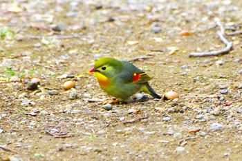 Red-billed Leiothrix 厚木七沢森林公園 Sat, 2/17/2024