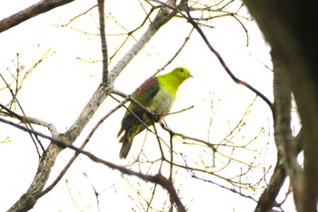 アオバト 厚木七沢森林公園 2024年2月17日(土)