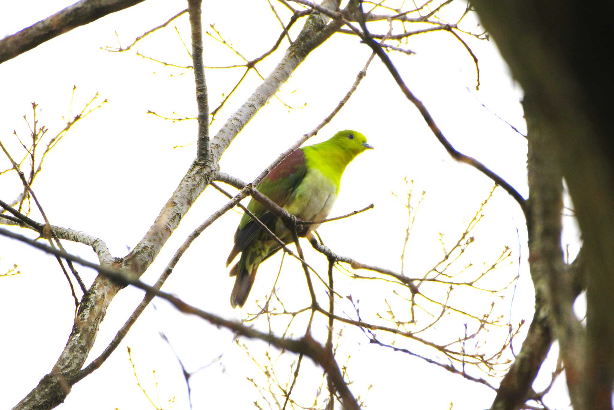 Photo of White-bellied Green Pigeon at 厚木七沢森林公園 by BW11558