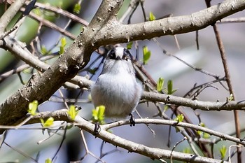 エナガ 秋ヶ瀬公園(野鳥の森) 2024年2月26日(月)