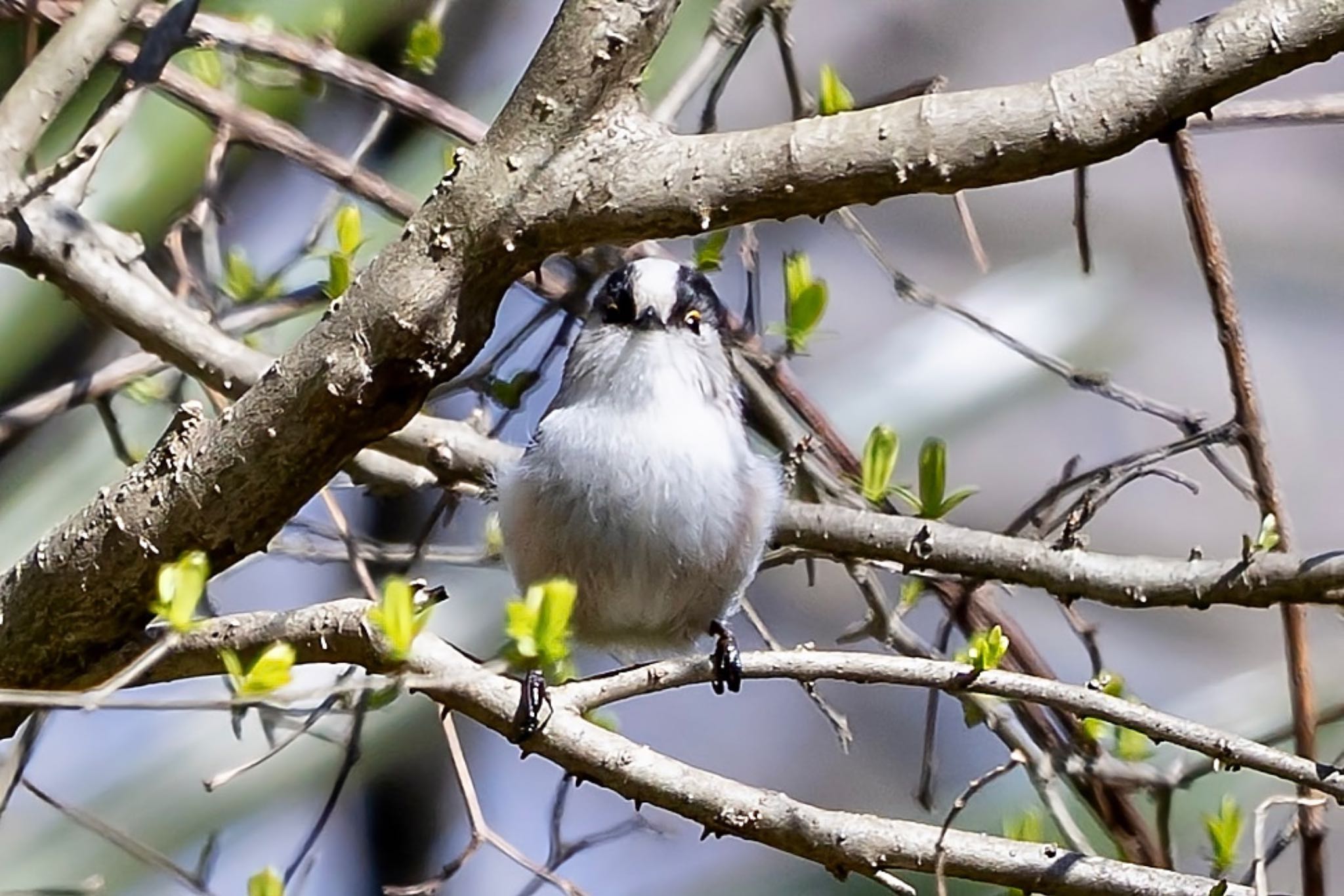 秋ヶ瀬公園(野鳥の森) エナガの写真 by Tomo