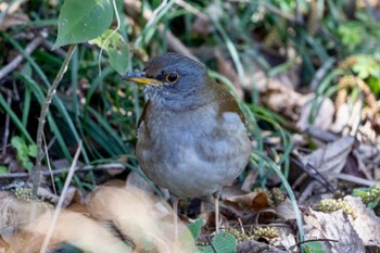 Pale Thrush 秋ヶ瀬公園(ピクニックの森) Tue, 2/27/2024