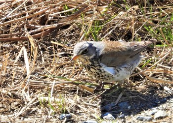 Fieldfare 利根川 Tue, 2/27/2024