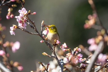 Warbling White-eye Machida Yakushiike Park Tue, 2/27/2024