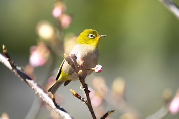 Warbling White-eye Machida Yakushiike Park Tue, 2/27/2024