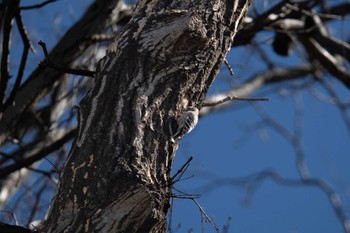 Japanese Pygmy Woodpecker Machida Yakushiike Park Tue, 2/27/2024