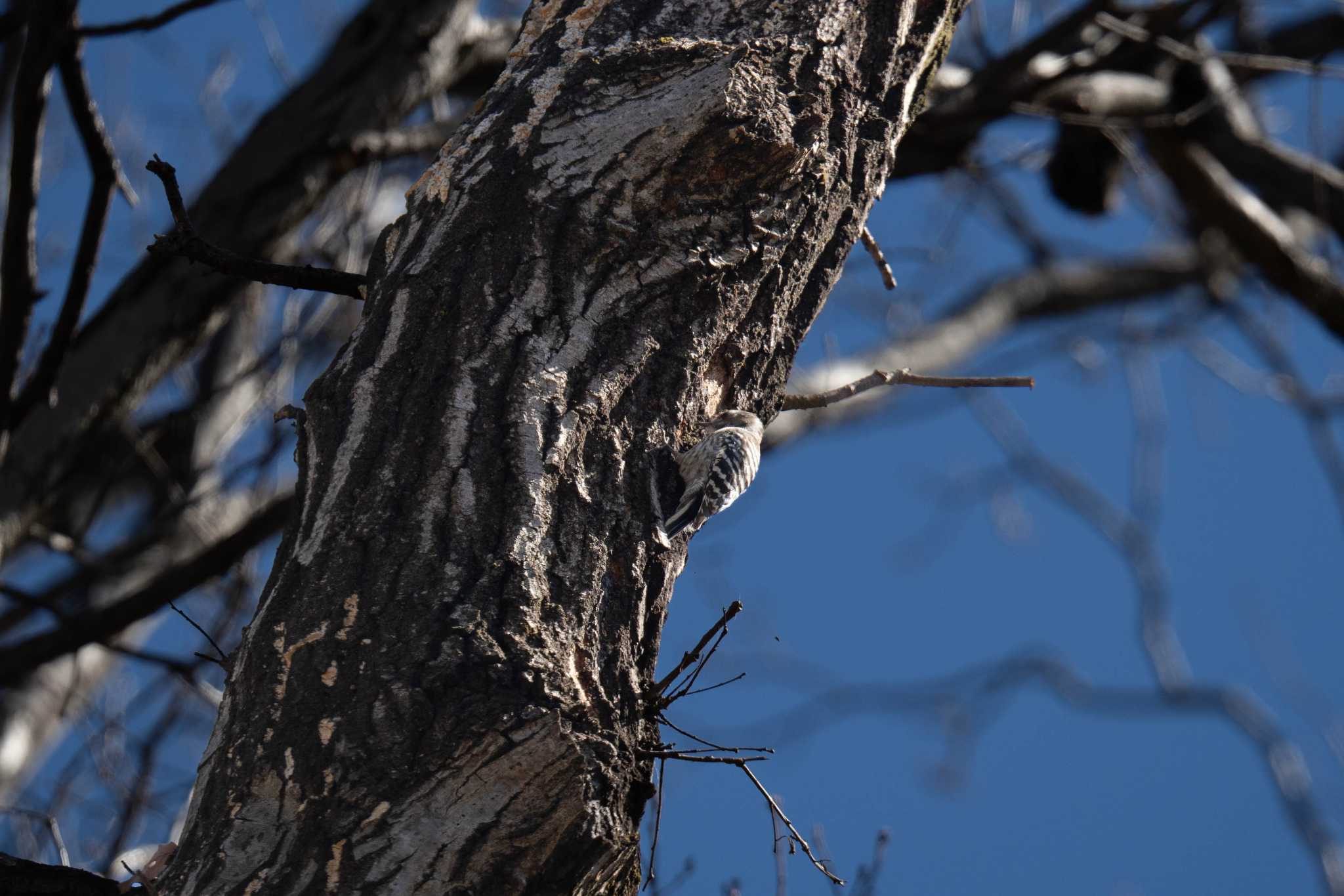 Japanese Pygmy Woodpecker