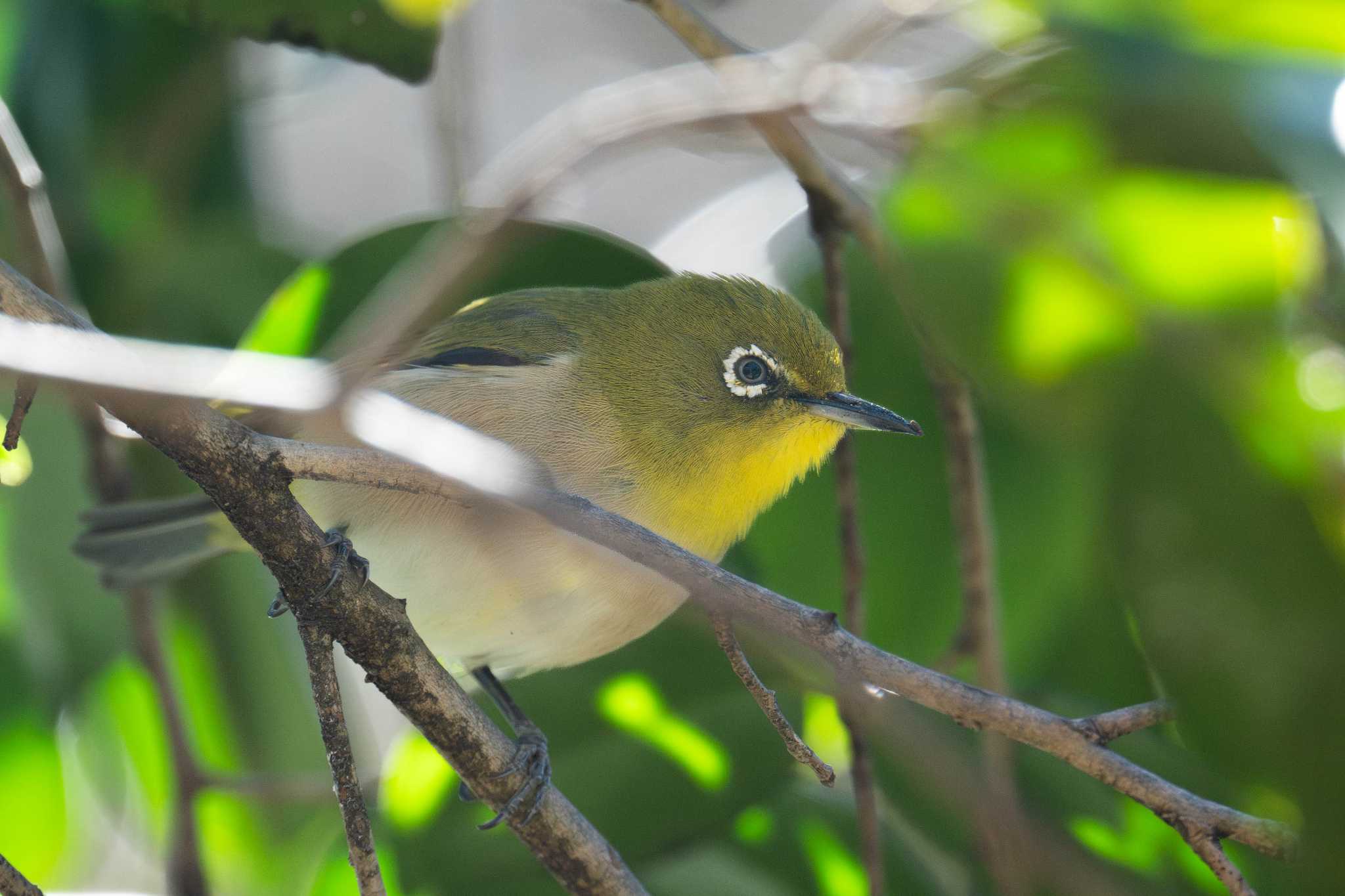 Warbling White-eye