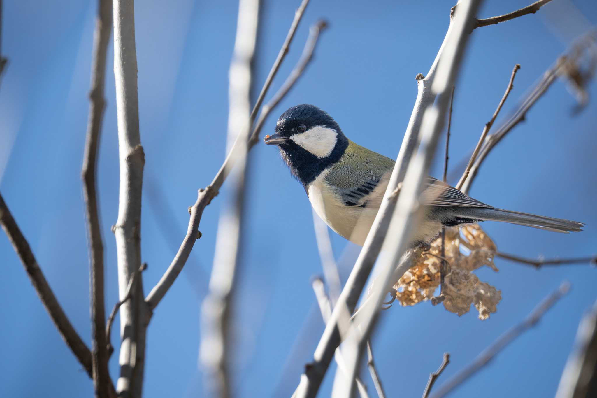 Japanese Tit