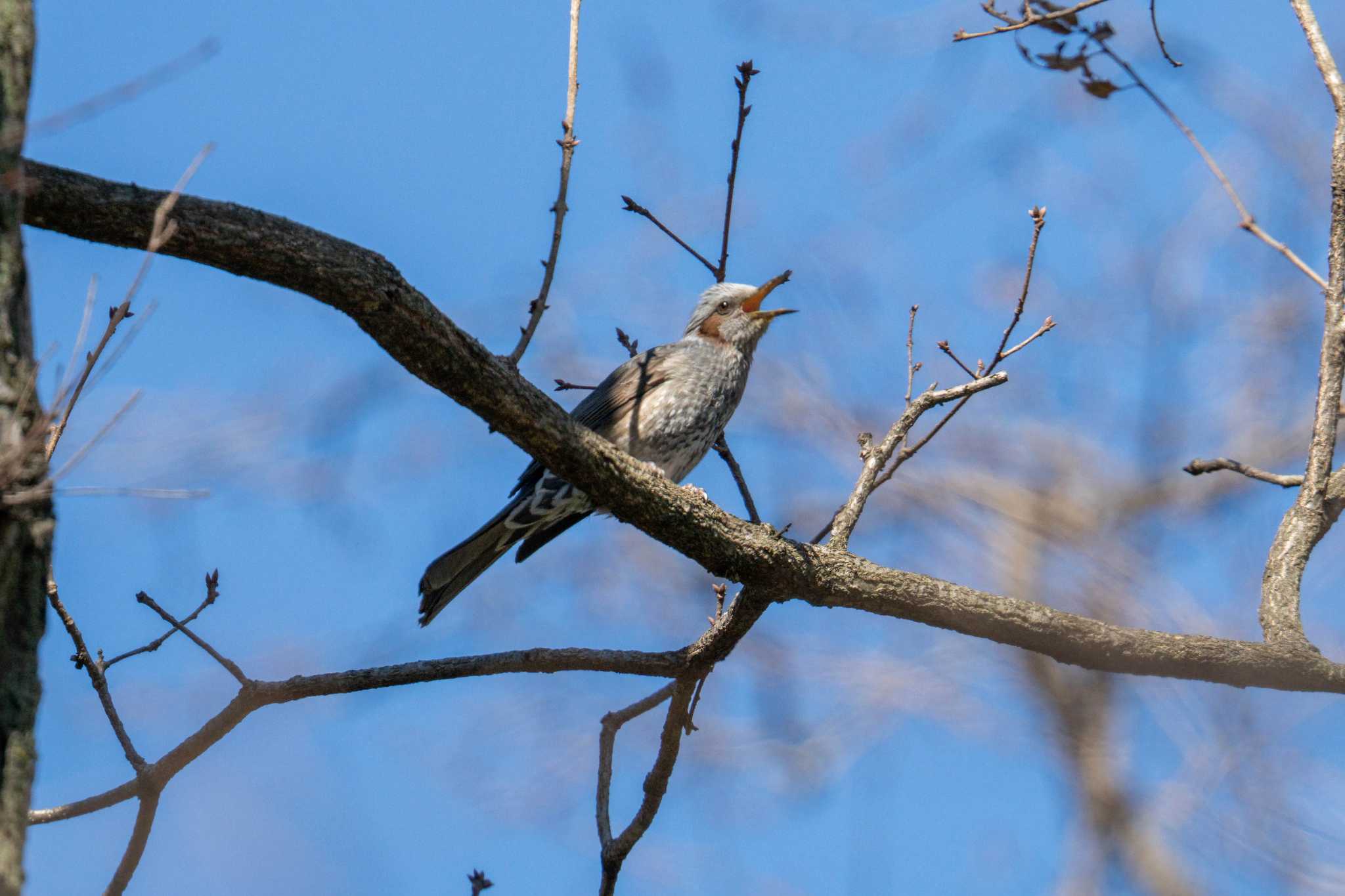 Brown-eared Bulbul