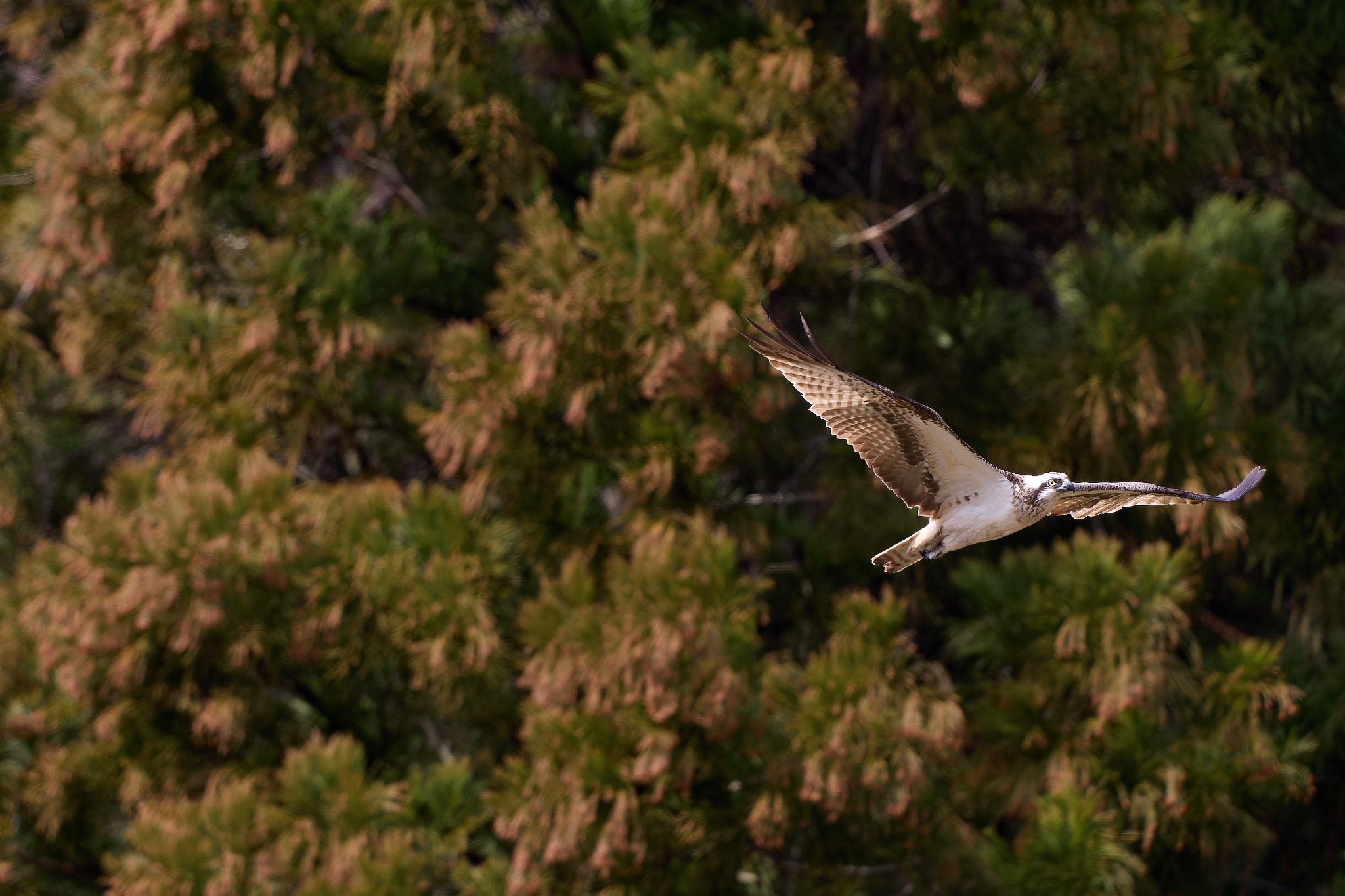 Photo of Osprey at 奈良県 by 明石のおやじ