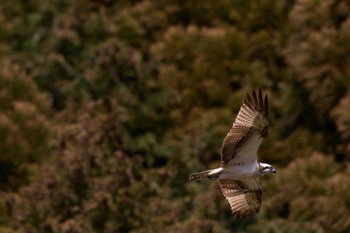 Osprey 奈良県 Sat, 2/24/2024