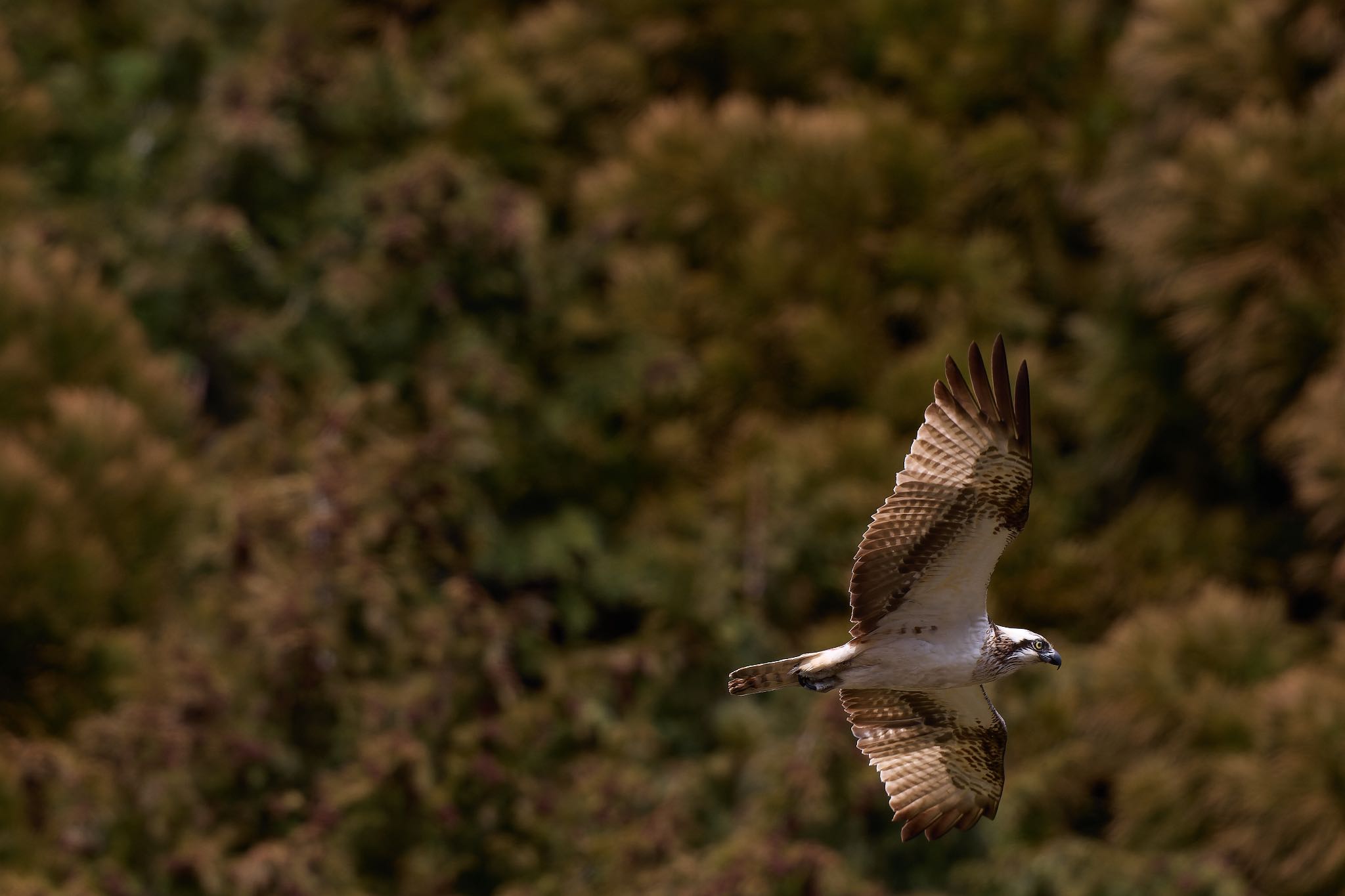 Photo of Osprey at 奈良県 by 明石のおやじ