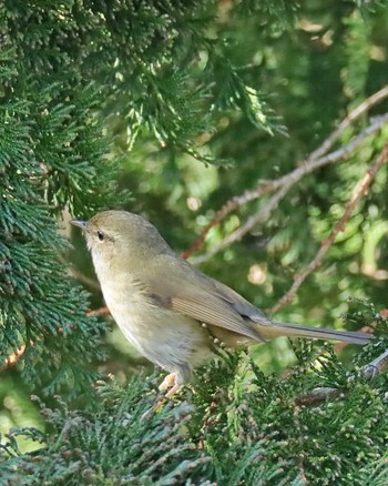 Japanese Bush Warbler 自宅前 Tue, 2/27/2024