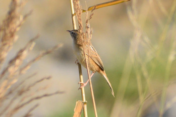 2018年12月1日(土) 多摩川二ヶ領宿河原堰の野鳥観察記録