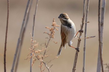 Common Reed Bunting 愛知県 Tue, 2/13/2024