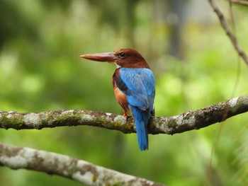 White-throated Kingfisher Singapore Botanic Gardens Tue, 2/27/2024