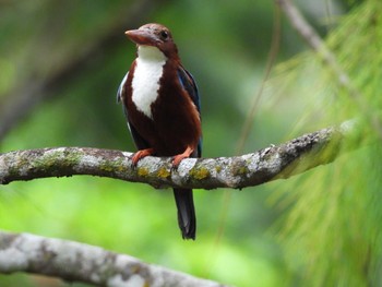 White-throated Kingfisher Singapore Botanic Gardens Tue, 2/27/2024