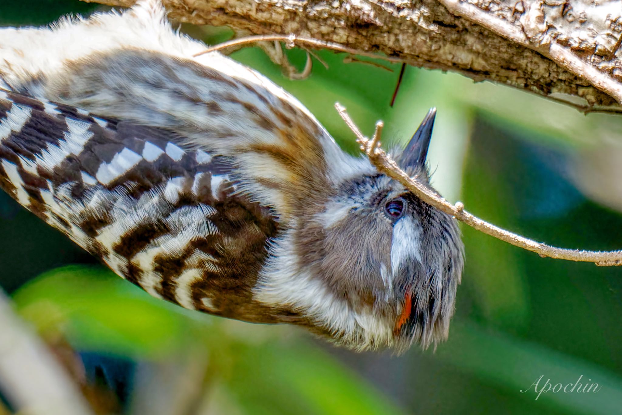 Photo of Japanese Pygmy Woodpecker at Showa Kinen Park by アポちん