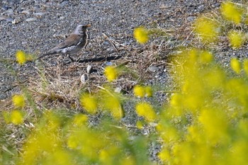 Fieldfare 群馬県 Mon, 2/26/2024