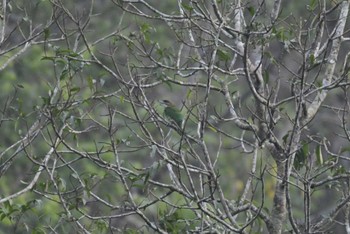 ミミアオゴシキドリ Ba Be National Park 2023年5月5日(金)