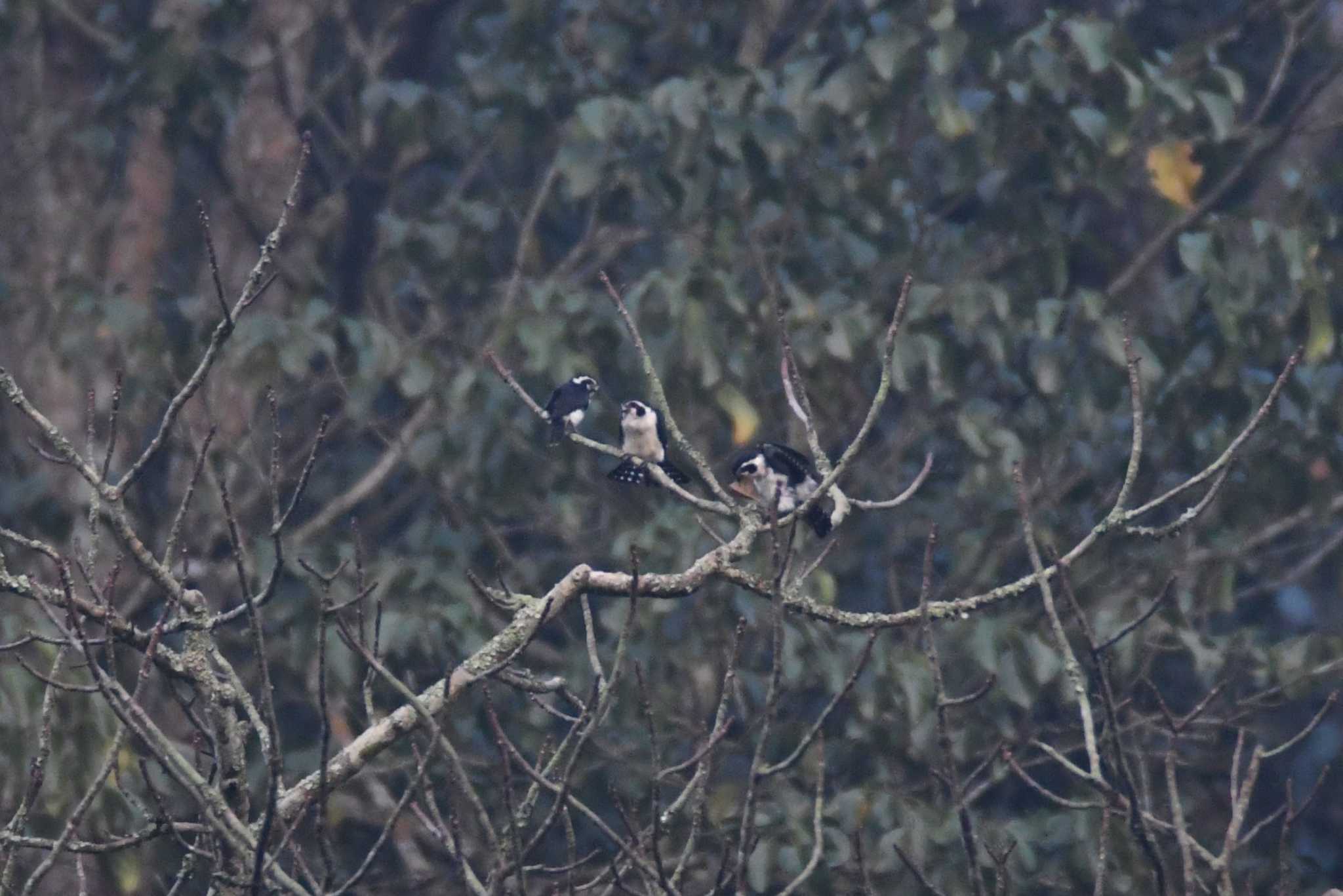 Photo of Pied Falconet at Ba Be National Park by あひる