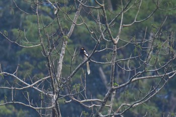 White-winged Magpie Ba Be National Park Fri, 5/5/2023