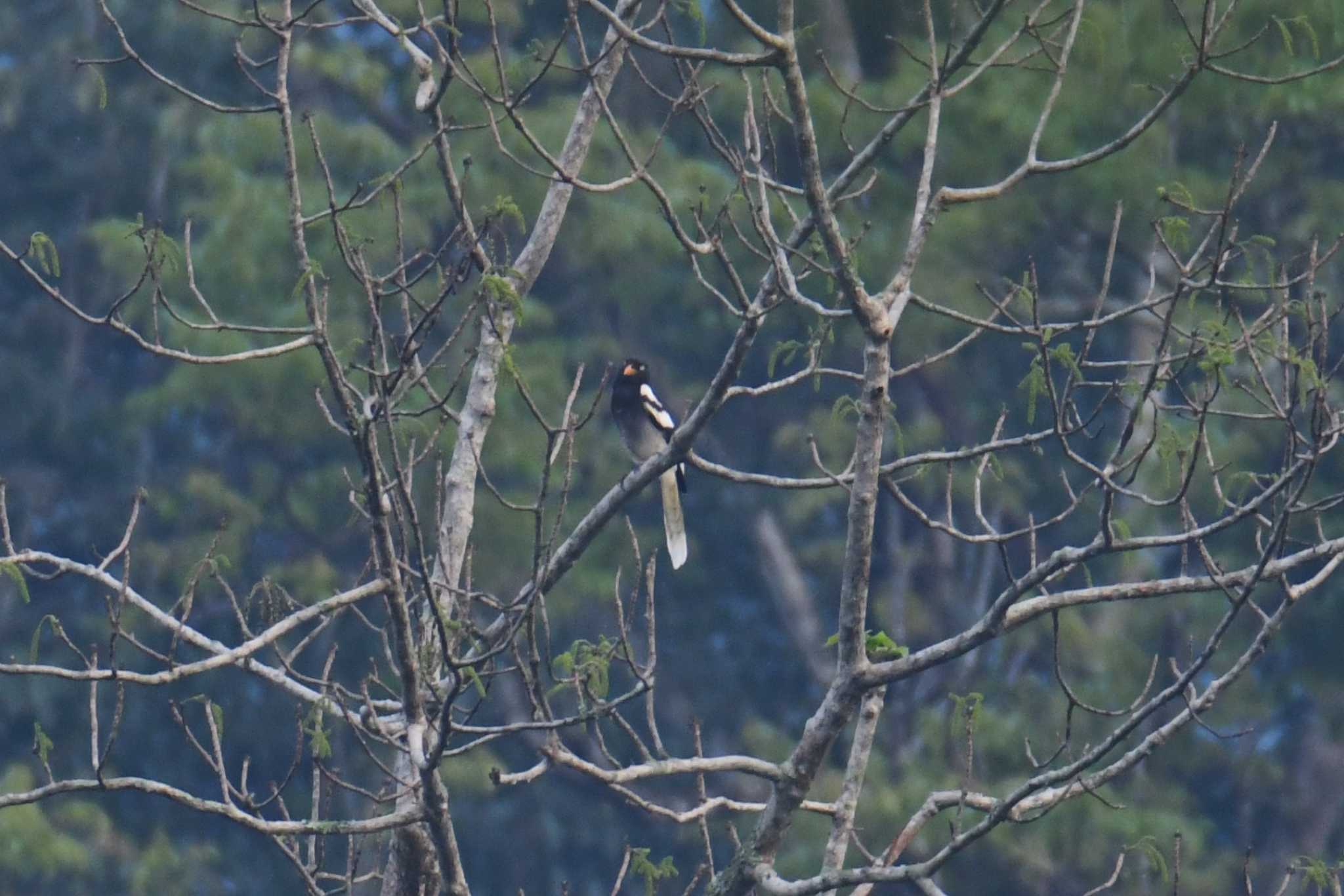 Photo of White-winged Magpie at Ba Be National Park by あひる