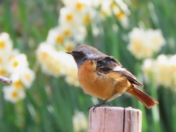 Daurian Redstart Osaka castle park Mon, 2/26/2024