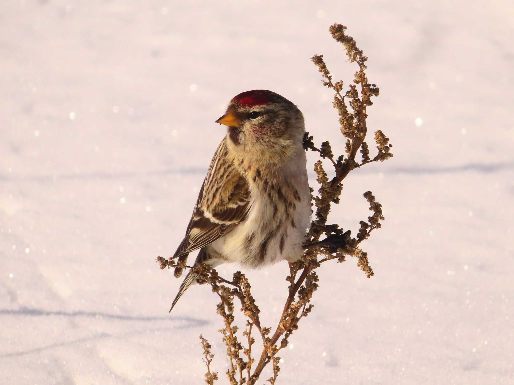 Common Redpoll