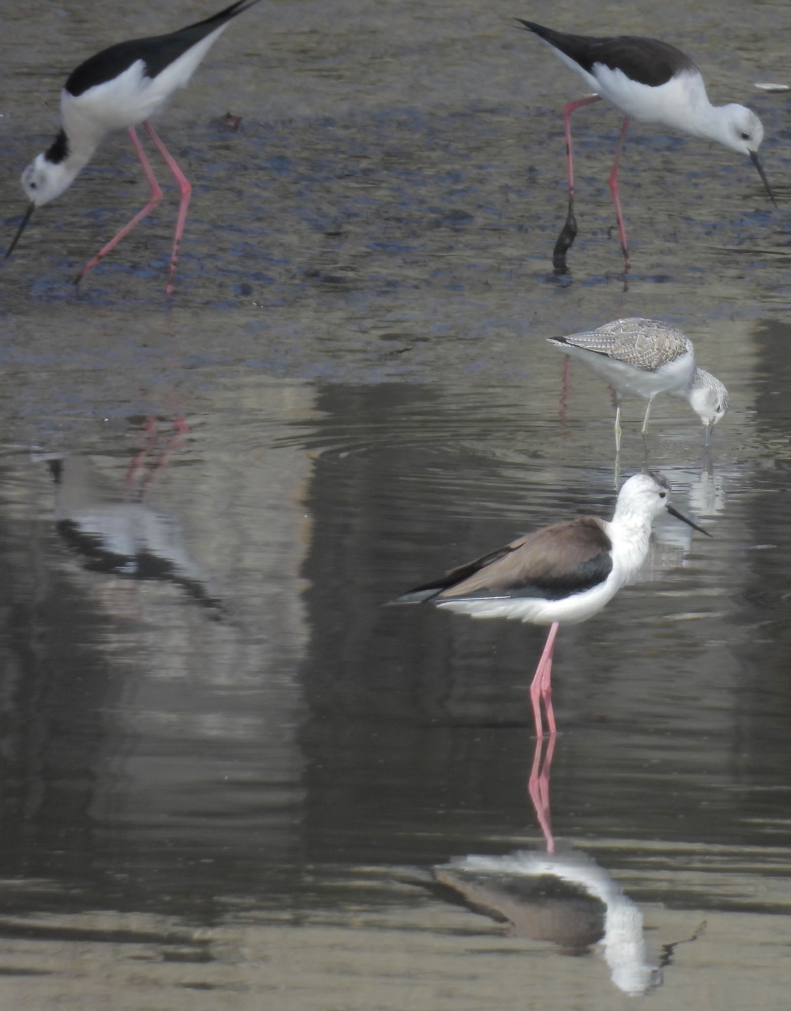 Common Greenshank