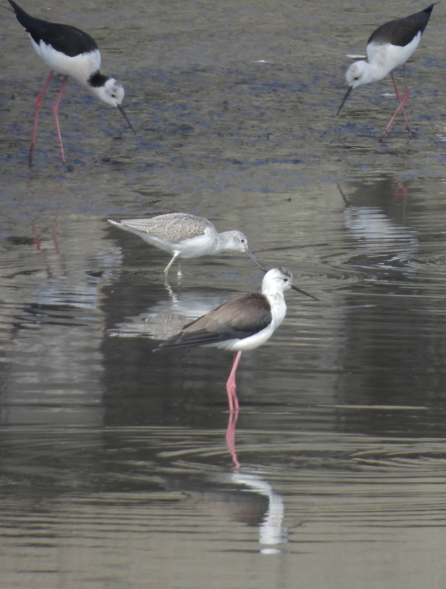 Common Greenshank