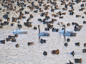 オオハクチョウ 夏目の堰 (八丁堰) 2024年2月3日(土)