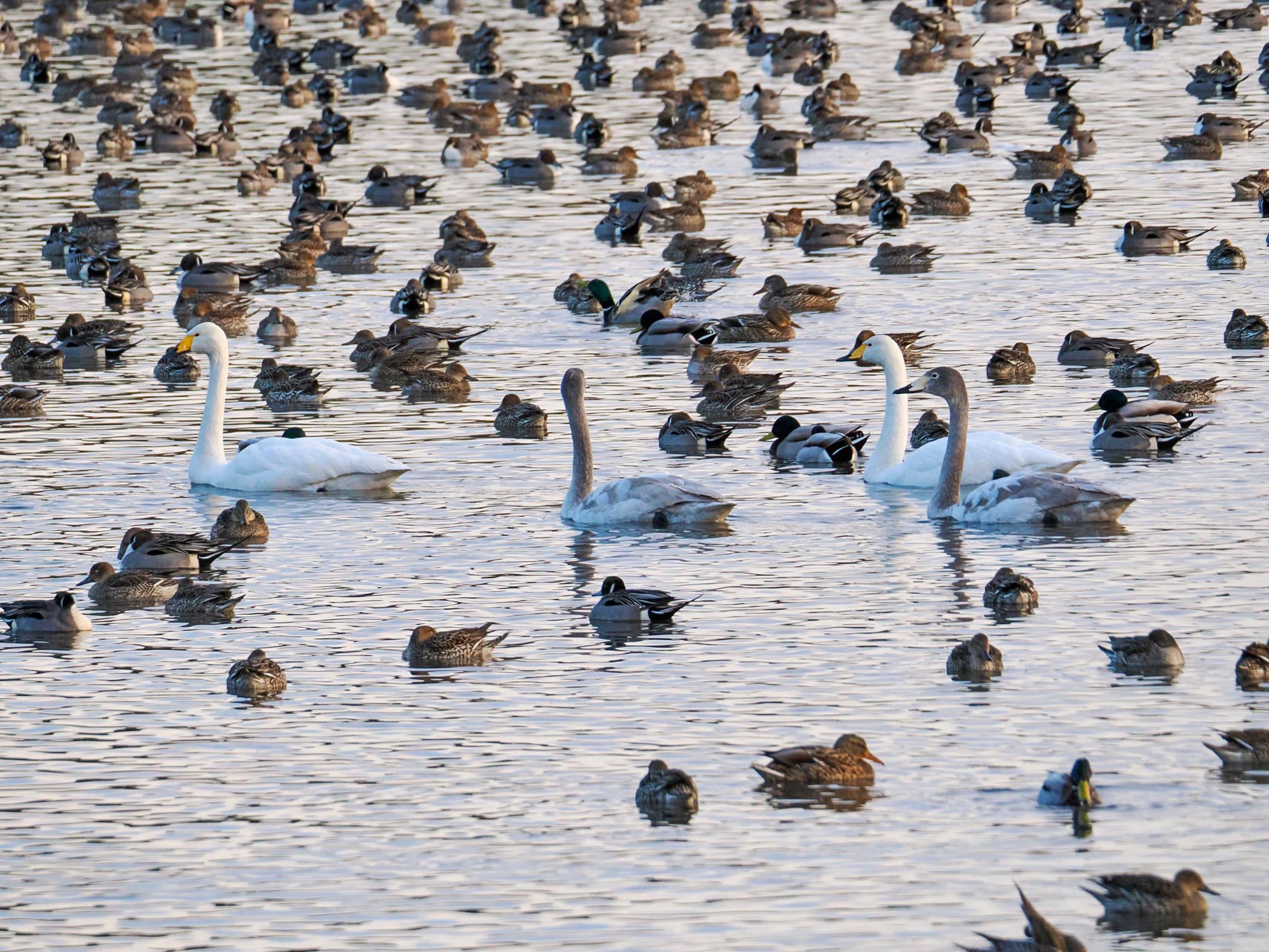 Whooper Swan