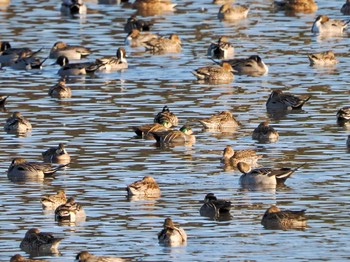 Baikal Teal 夏目の堰 (八丁堰) Sat, 2/3/2024