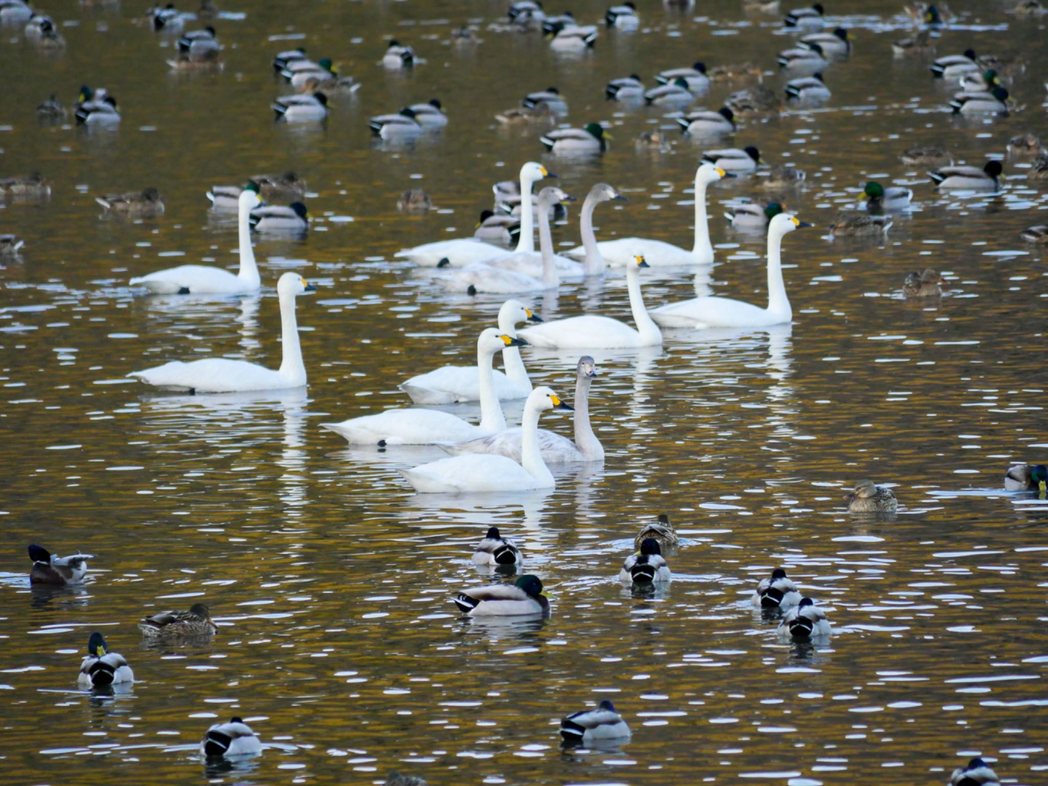 Tundra Swan