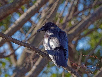 Carrion Crow 横浜市立金沢自然公園 Tue, 2/27/2024