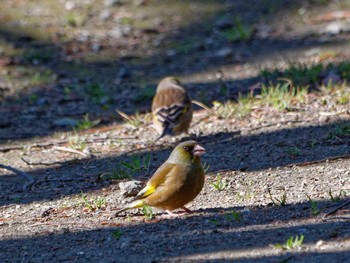 Grey-capped Greenfinch 横浜市立金沢自然公園 Tue, 2/27/2024