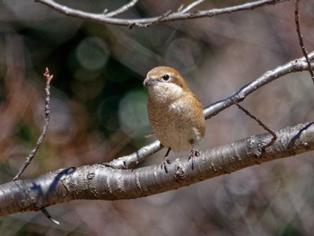 Bull-headed Shrike 横浜市立金沢自然公園 Tue, 2/27/2024