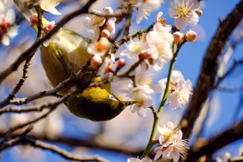 Warbling White-eye 湯島天神 Mon, 2/12/2024