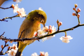 Warbling White-eye 湯島天神 Mon, 2/12/2024