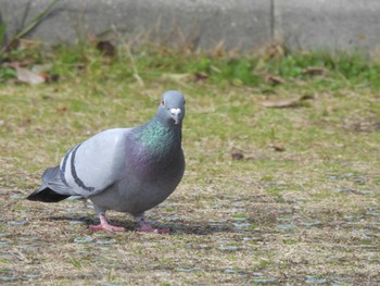 カワラバト 大阪府岸和田市 久米田池 2024年2月27日(火)